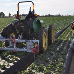 Yeomans plow used in a strawberry farm with tickle pot seeder