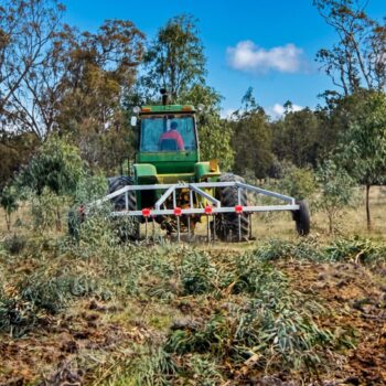 Weeding with a Yeomans Plow