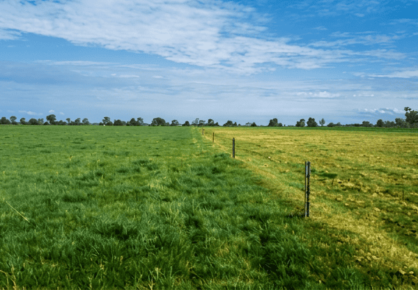 Yeomans Plows for Fertility Fertile farmland comparison. Left paddock deep tilled with a Yeomans plow.